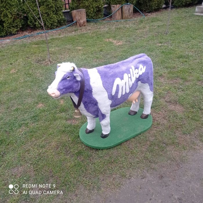 Reklama krowa Milka śmieszna