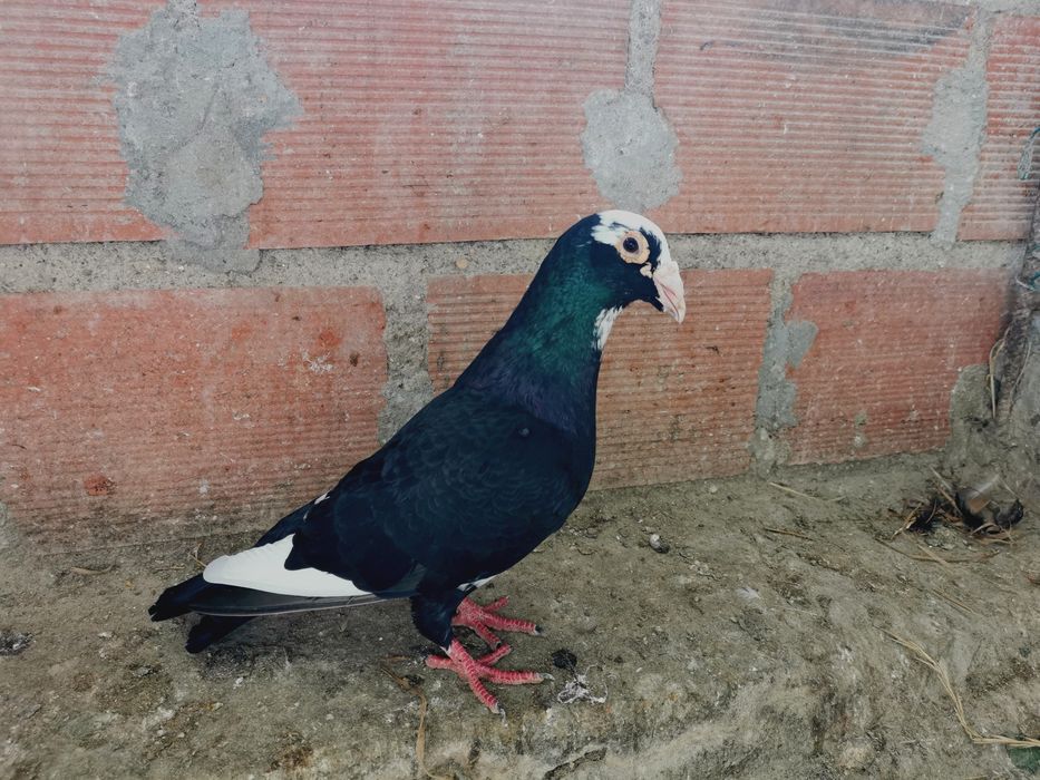 Pombo correio linha antiga