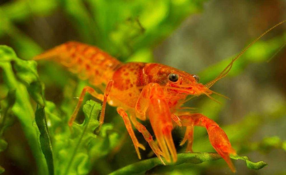 cambarellus patzcuarensis orange  - raczek karłowaty