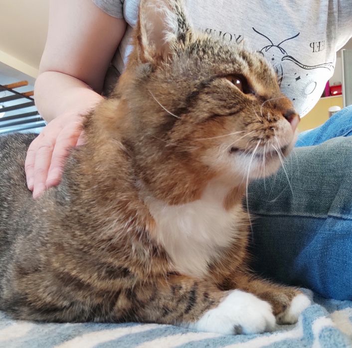 Kot bury miś miły kochany przyjaciel adoptuj
