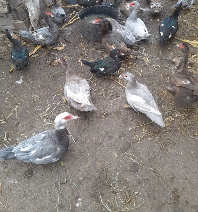 Індокачки та індокачурі продаються