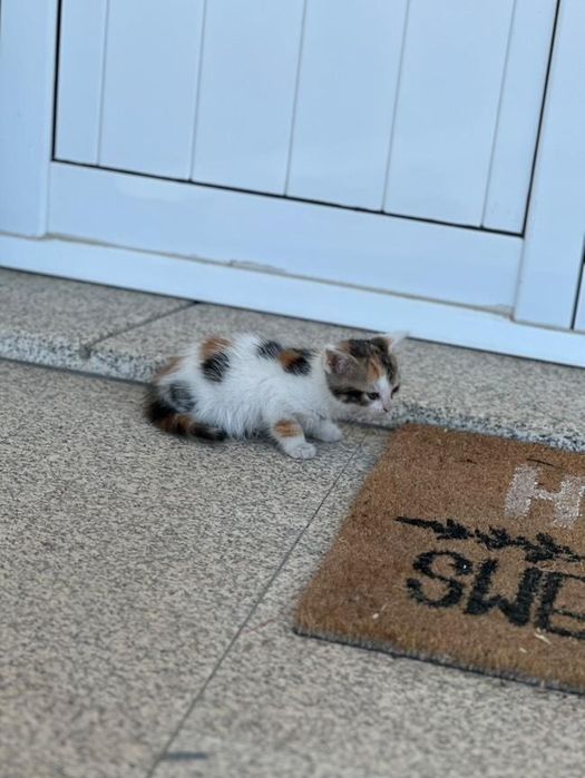 Gatinha para adoção