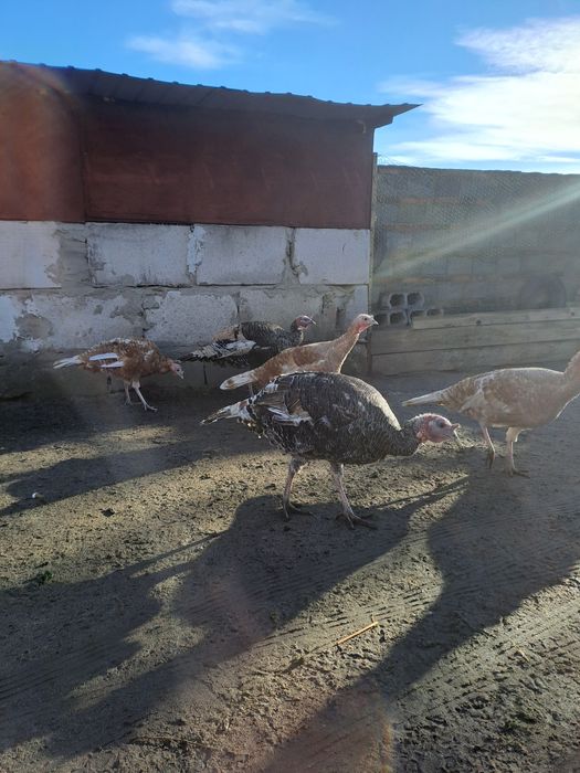 Sprzedam młode indyki