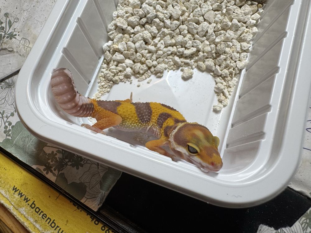 Eublepharis macularius - Gekon lamparci / 6 sztuk !
