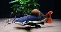 Red Tail Catfish (Pirarara)