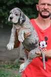 Dog niemiecki merle suczka Hodowla La Componella FCI ZKwP