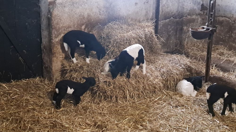 Owce  mix kameruńskie/dorper 4sztuki