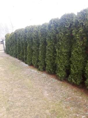 Tuja tuje Szmaragd Smaragd thuja thuje żywotnik żywoplot parkan