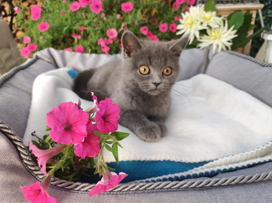 Kotka brytyjska blue