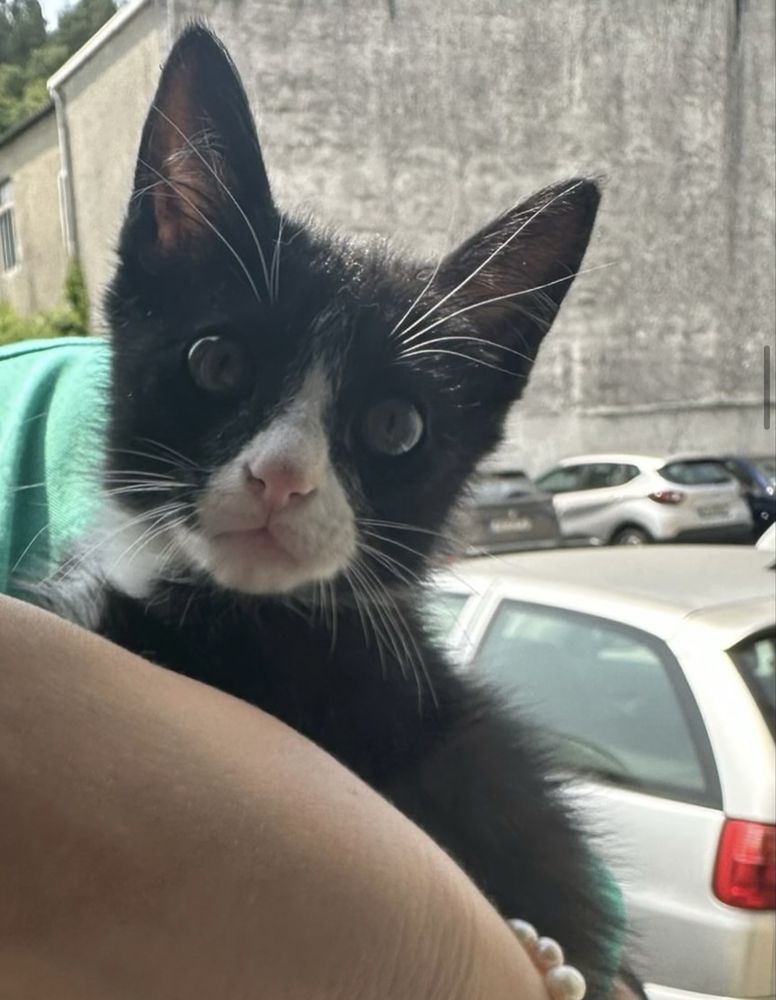 Gatinho 2 meses para adoção