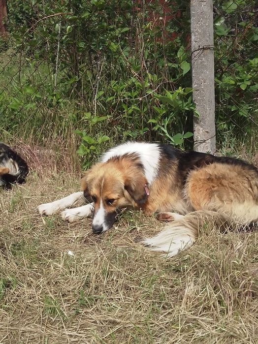 Прилаштовується доросла собакен.