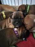 Staffik, Staffordshire Bull terrier , staff