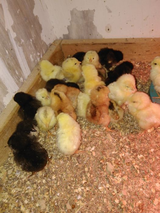 Araukana ogoniasta - zielone jaja lęgowe