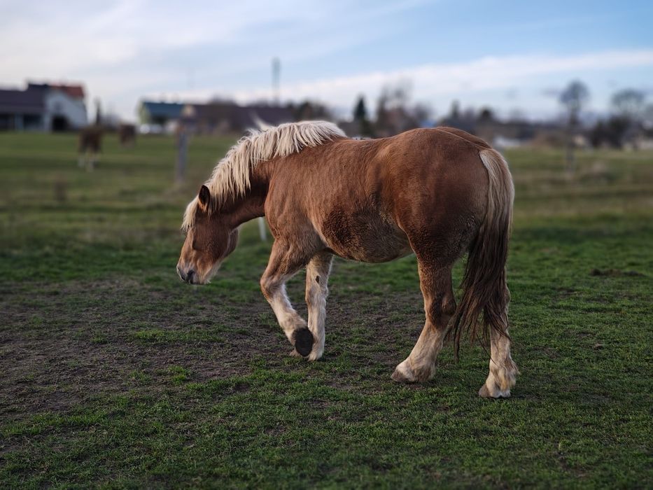 Konie zimnokrwiste sokólskie (programowe)