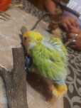 Agapornis domesticado