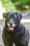 Moris - cudowny pies do adopcji