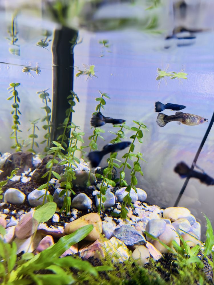 Guppys, comida e camaroes