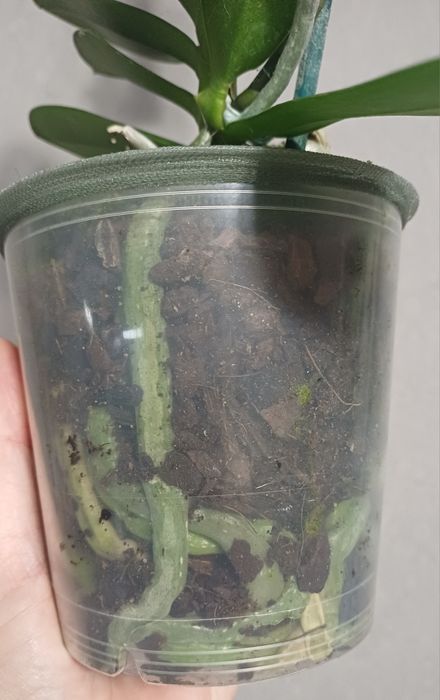 Орхідея Бріон пелор