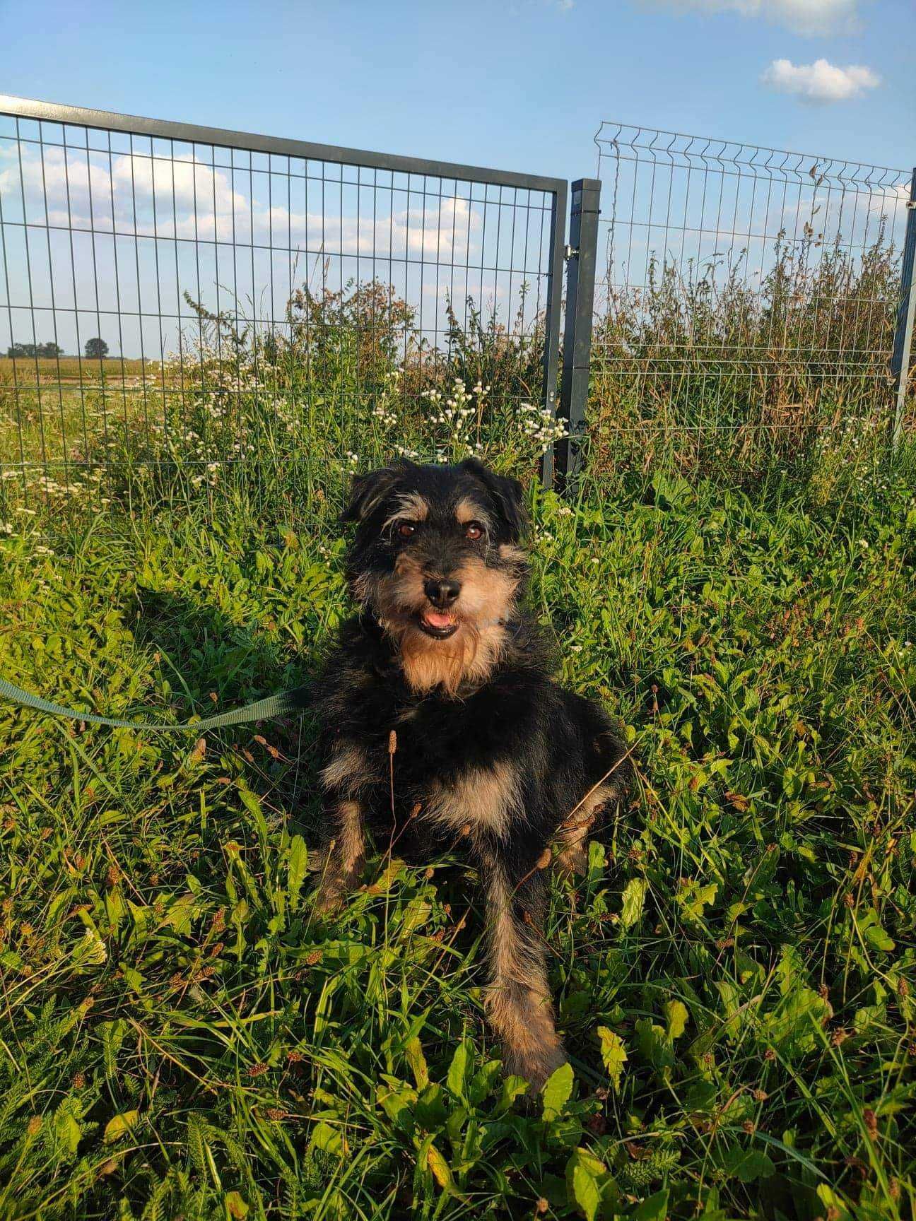 Piesek w średnim wieku do adopcji, spokojny, zrównoważony