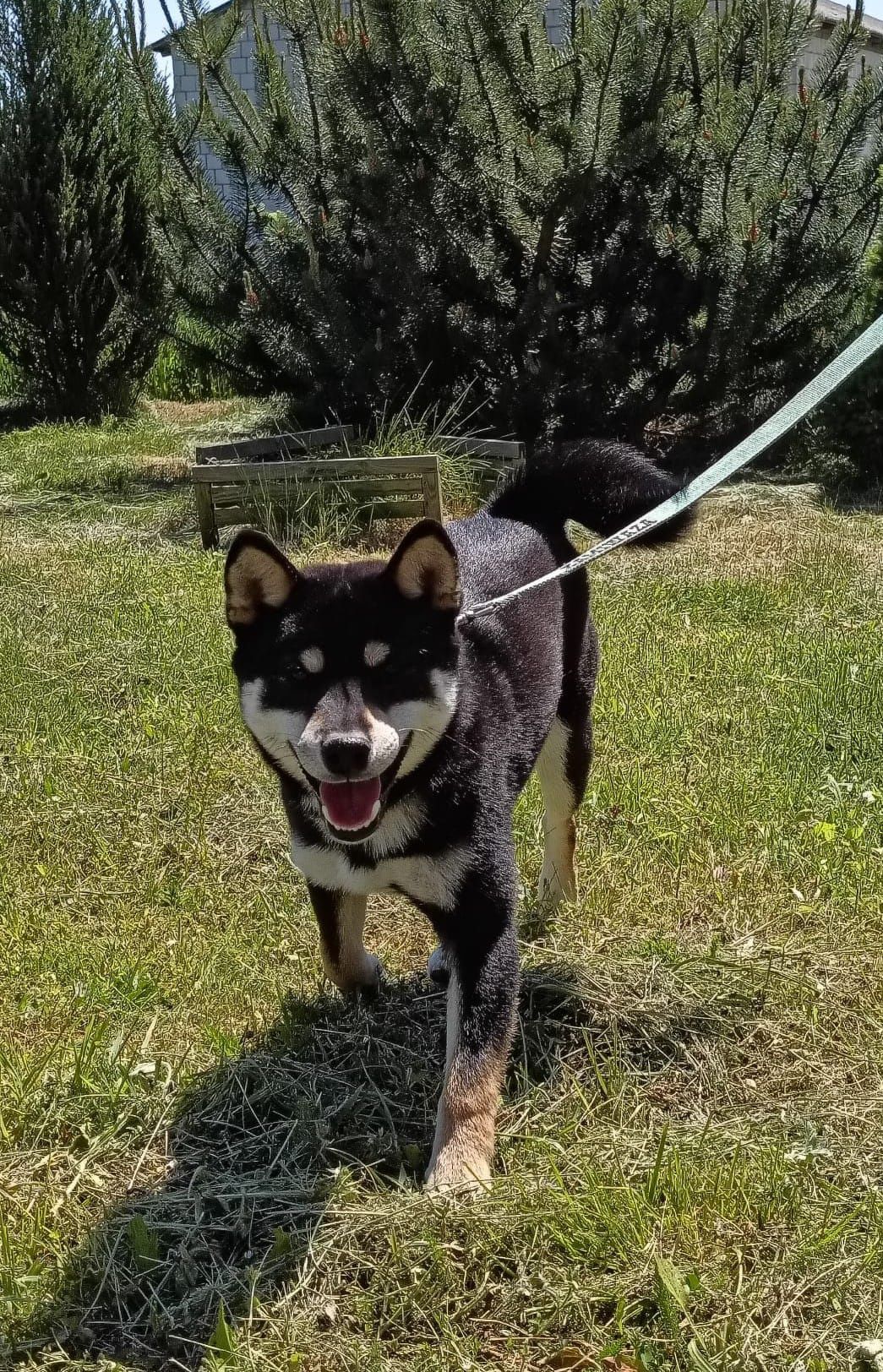 SHIBA piesek ZKwP Lublin