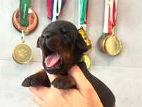 Doberman FCI! Wyjątkowe szczenię!