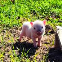 mini pigs- porco anão