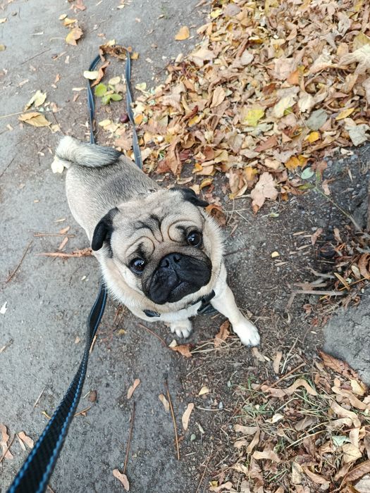 мальчик мопс вязка