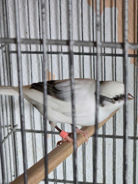 Canarios machos e femeas