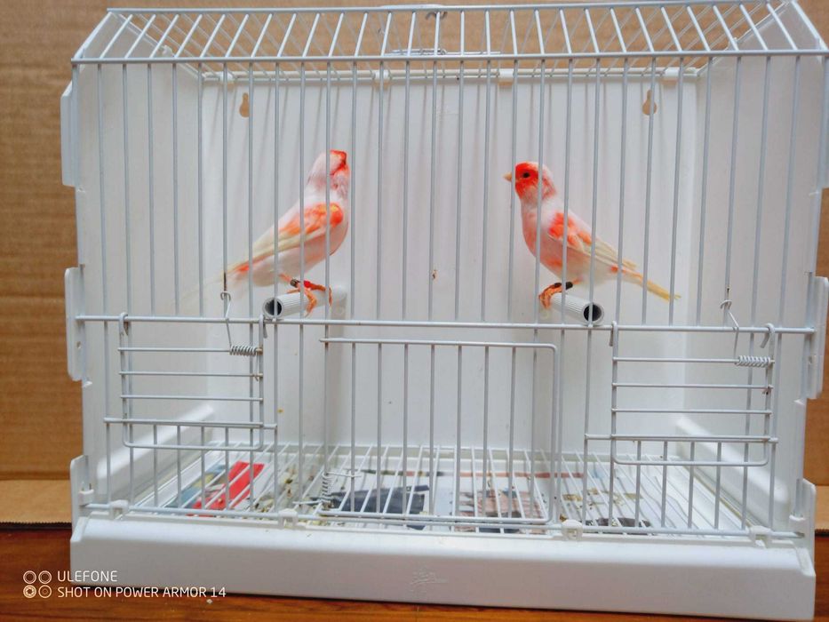 Vendo canários apartir de 10€