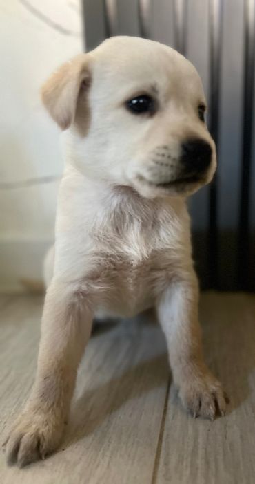 Лабрадор щеночки 1,5 месяца