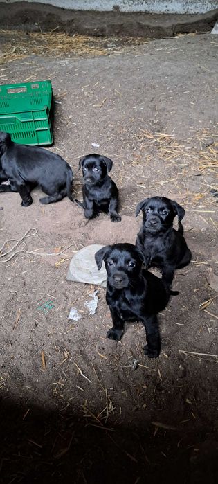 Szczeniaki szukają domu ,oddam za darmo .
