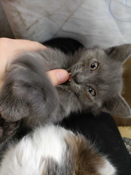 Отдаем котенка мальчика