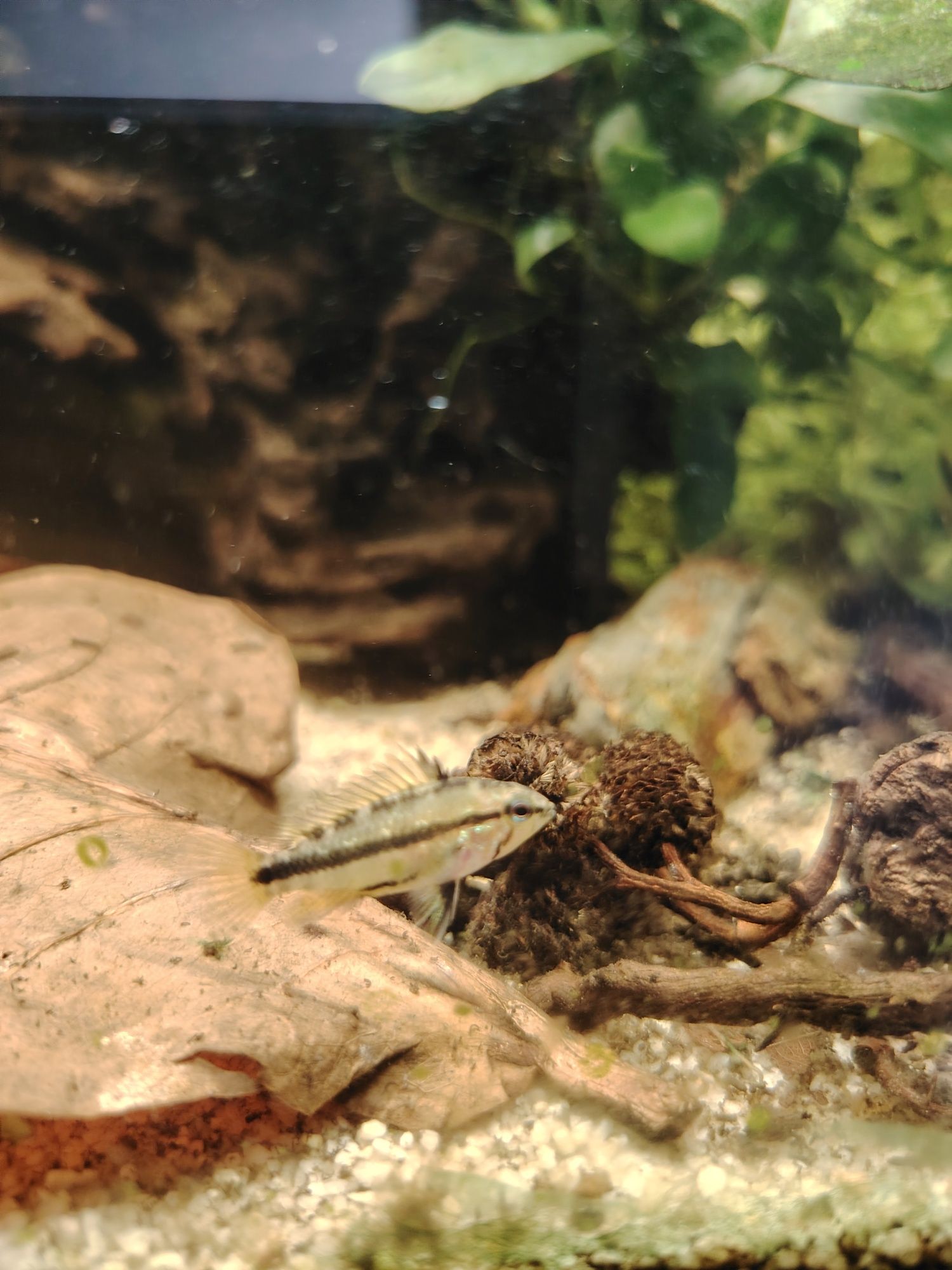 Casal Apistogrammas trifasciata