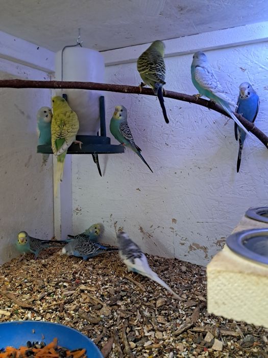 Młode papugi faliste