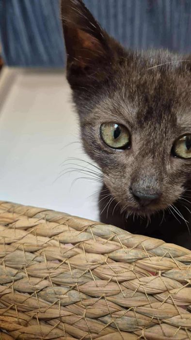 Piękny kotek do adopcji