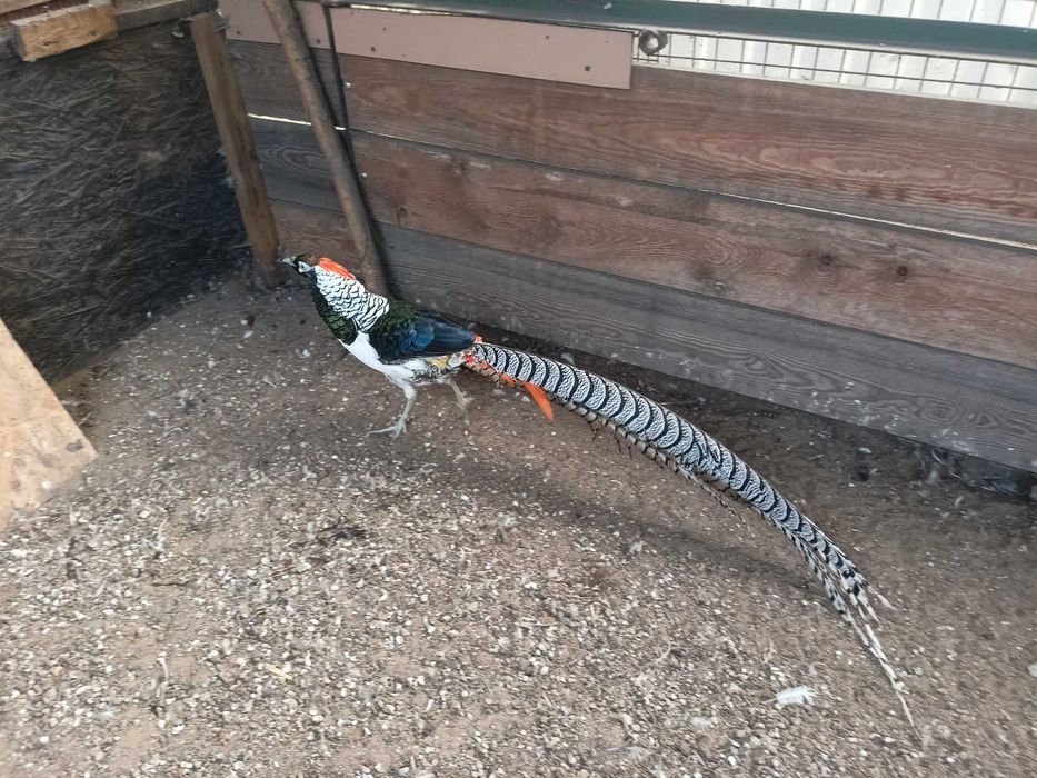 Bażant -bażanty diamentowy i złoty