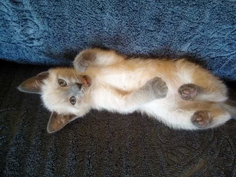 Lindo gatinho especial para amor e alegria em casa