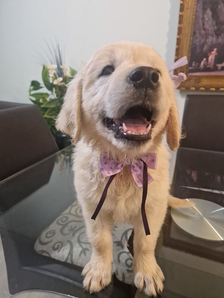 Golden Retriever com LOP