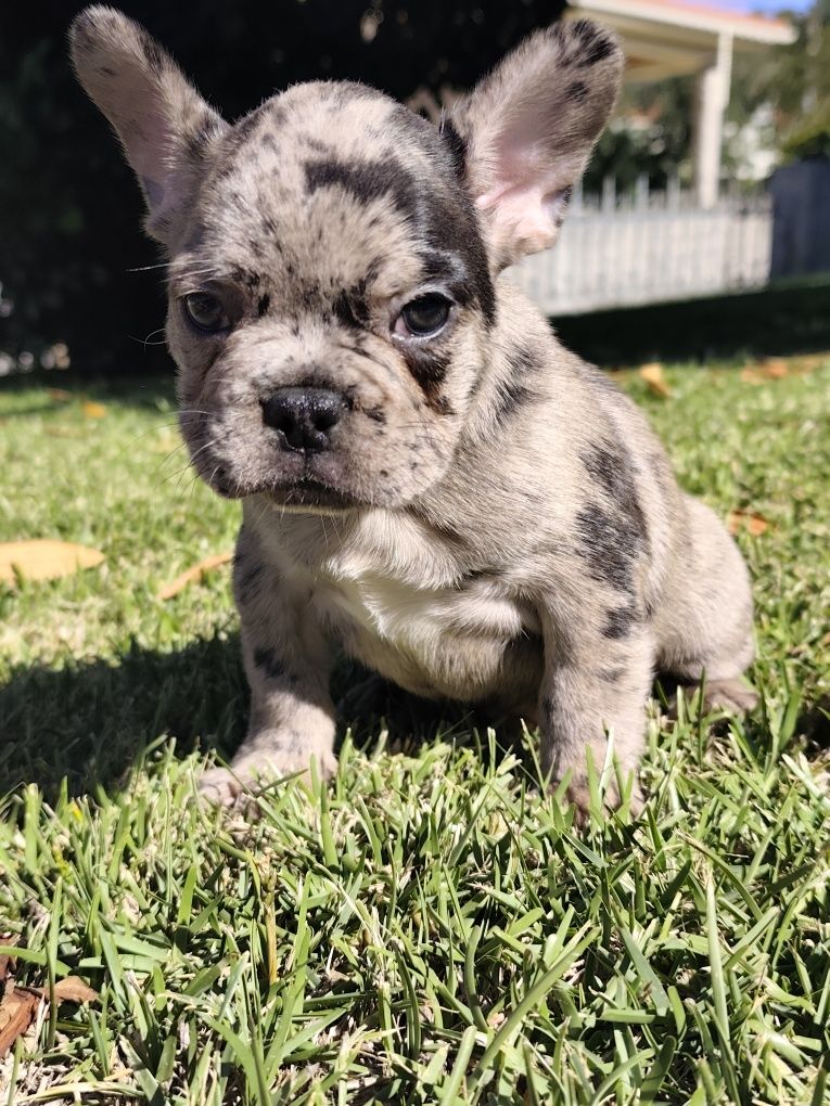 Bulldog  merle macho
