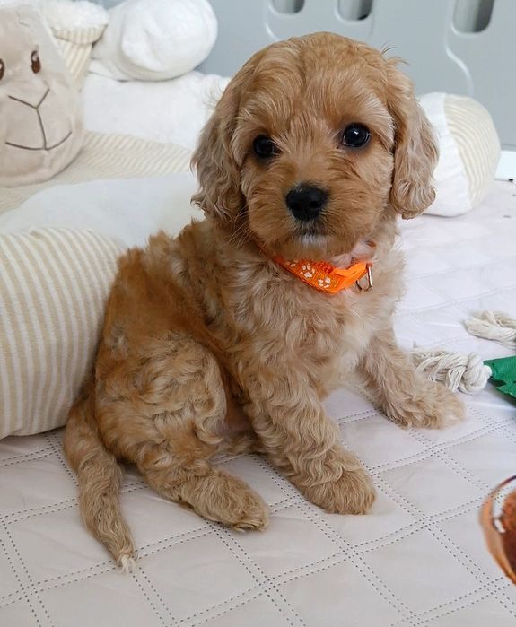 Chłopiec Cavapoo f1 ** HENIO **