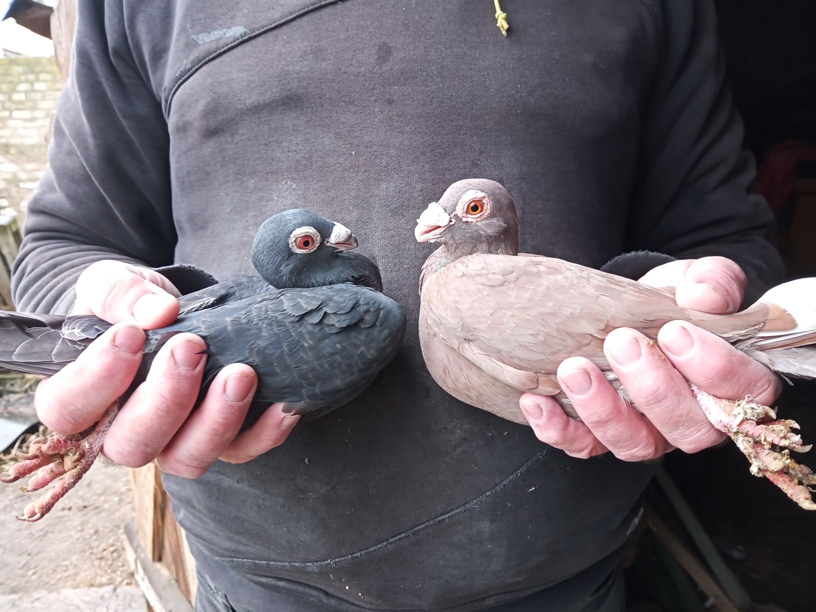 Gołębie brodawczaki