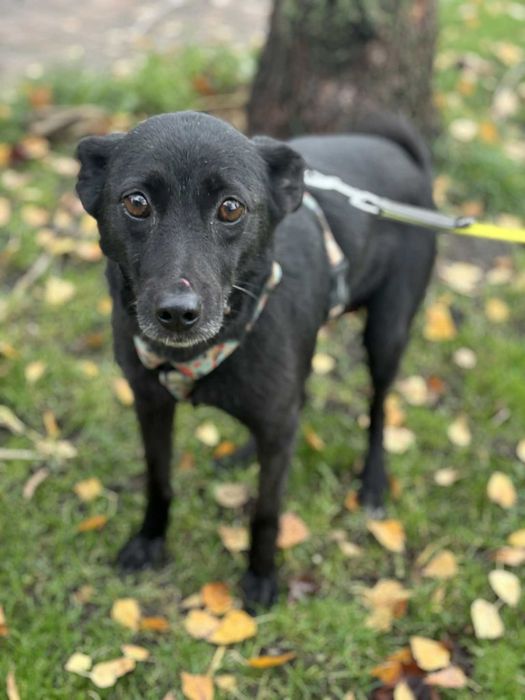 Pokochaj sunię najwierniejsza najukochańszą z sercem na łapce