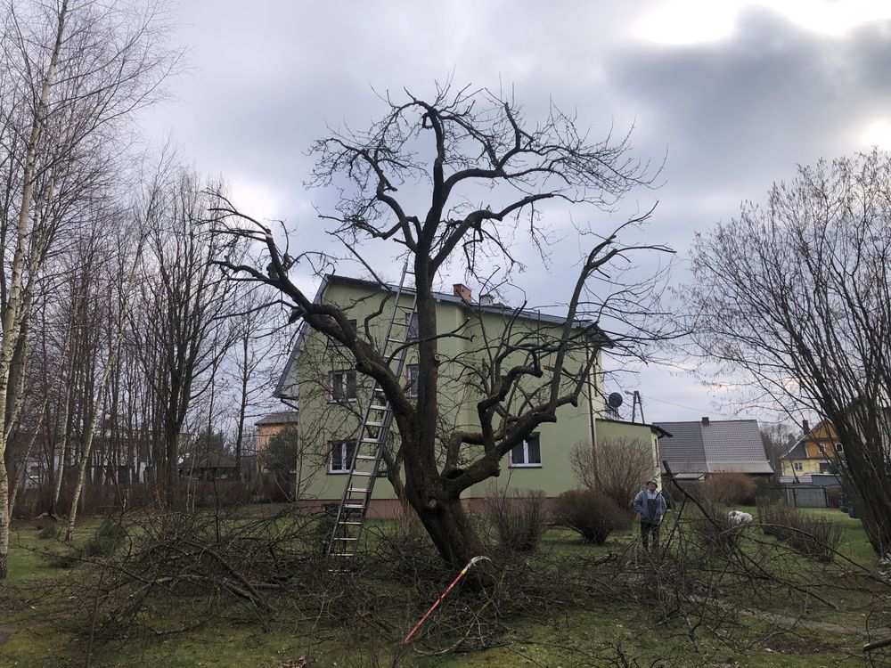 WYCINKA i pielęgnacja DRZEW alpinistycznie ARBORYSTA rębak frezowanie