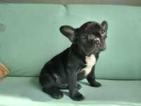 Buldog francuski czarny!!