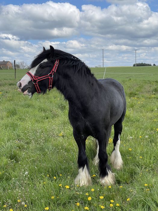 Ogier Tinker Irish Cob