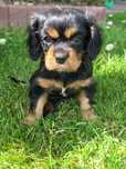 Piesek Cavalier King Charles Spaniel z rodowodem