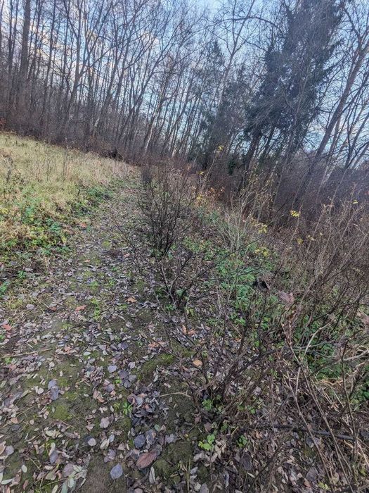 Продається дачна ділянка 10 сот в СТ Діброва (10)