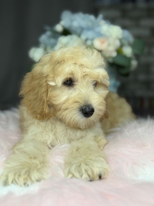 Миниатюрная девочка пудель