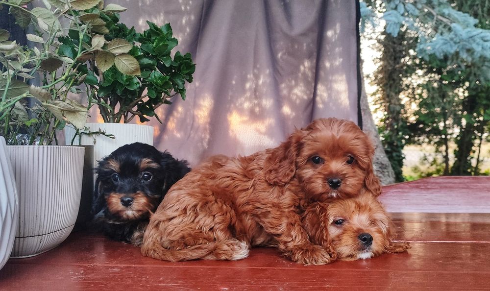 Urocze Szczenięta Cavapoo - OSTATNIA SUCZKA!