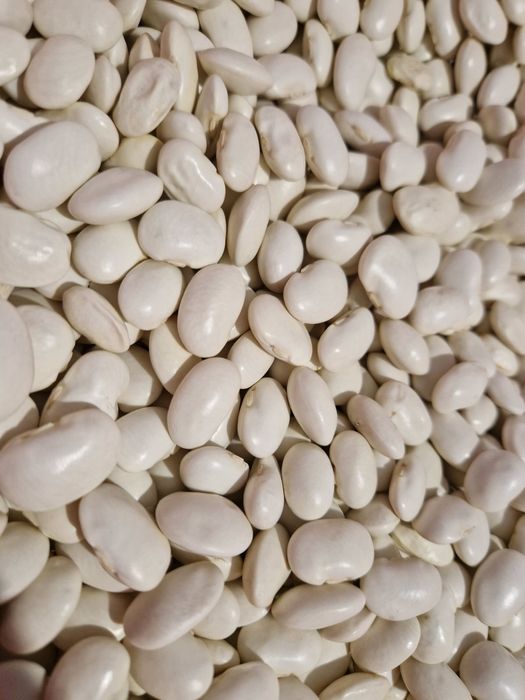 Sprzedam fasolę jaś karłowy 20kg